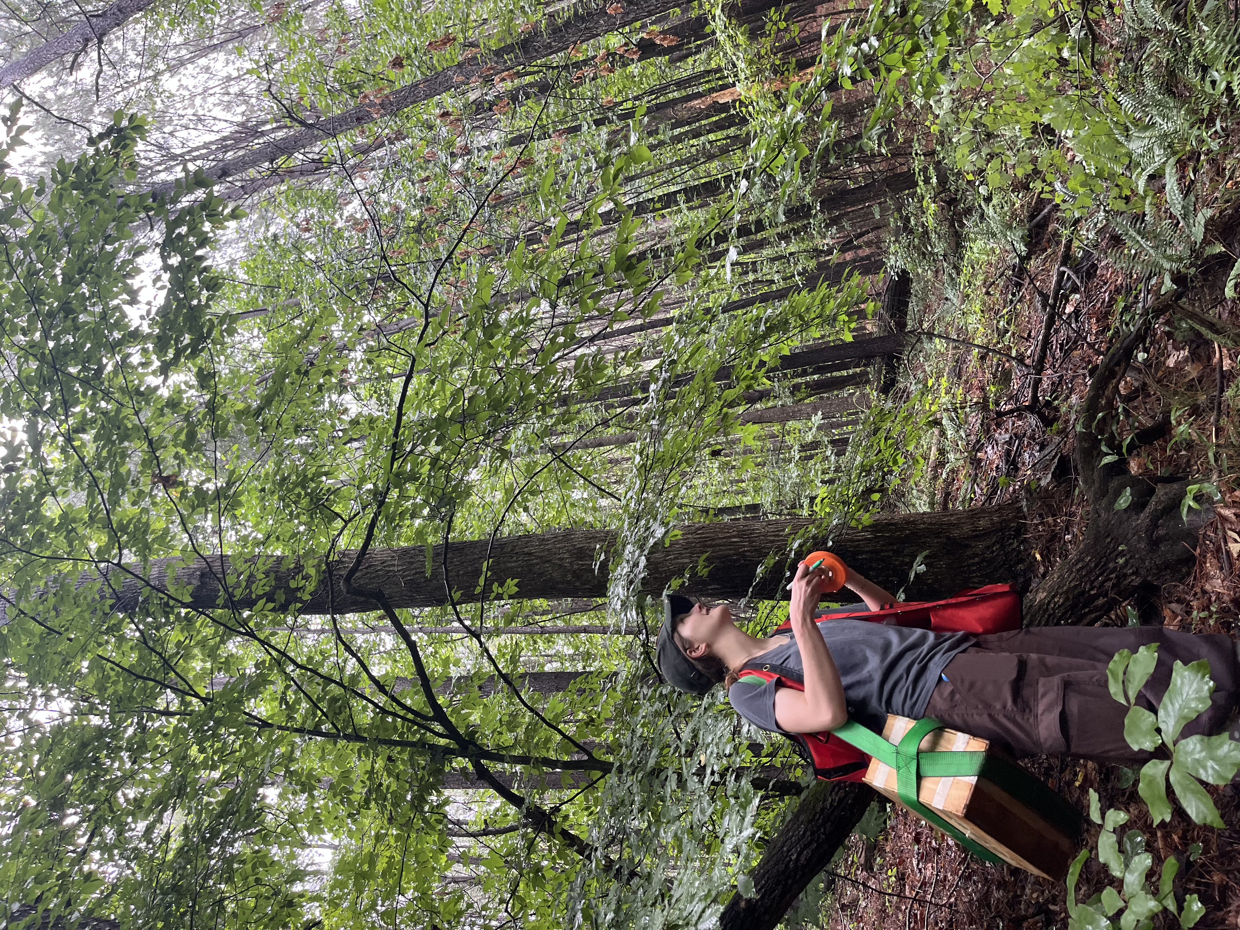 Sarah Paschal standing in the forest holding a box of traps.
