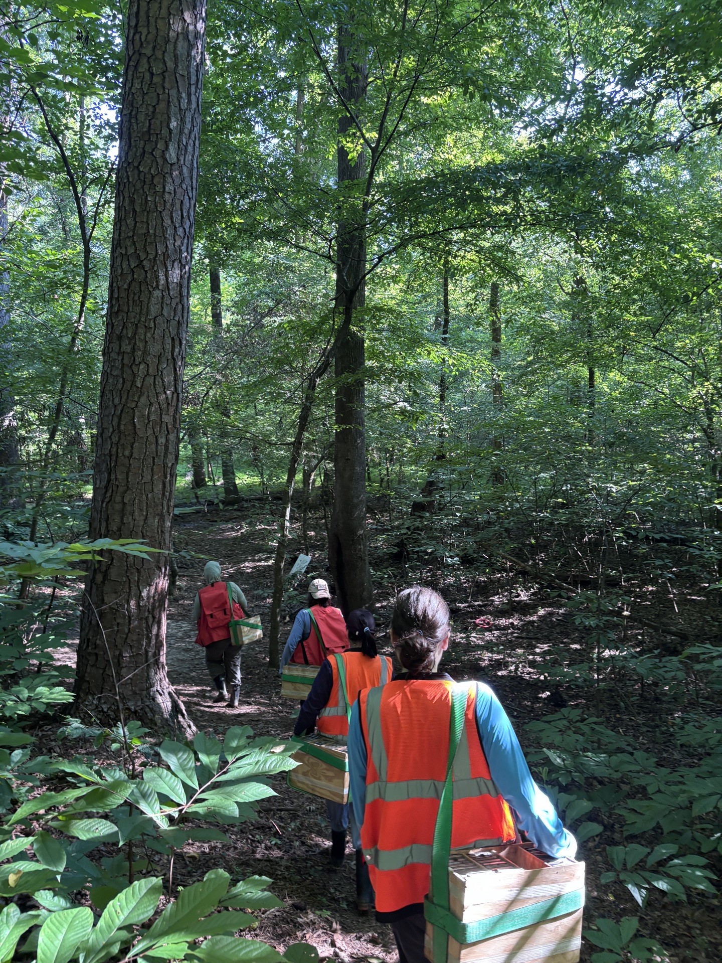 Three students in orange vests walking down a trail in the forest.
