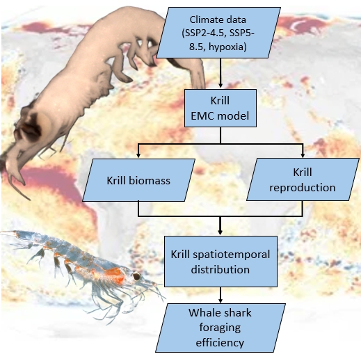 Collection of elements associated the project, including two krill, a whale shark, a triglyceride molecule, and a flowchart of a bioenergetics model.