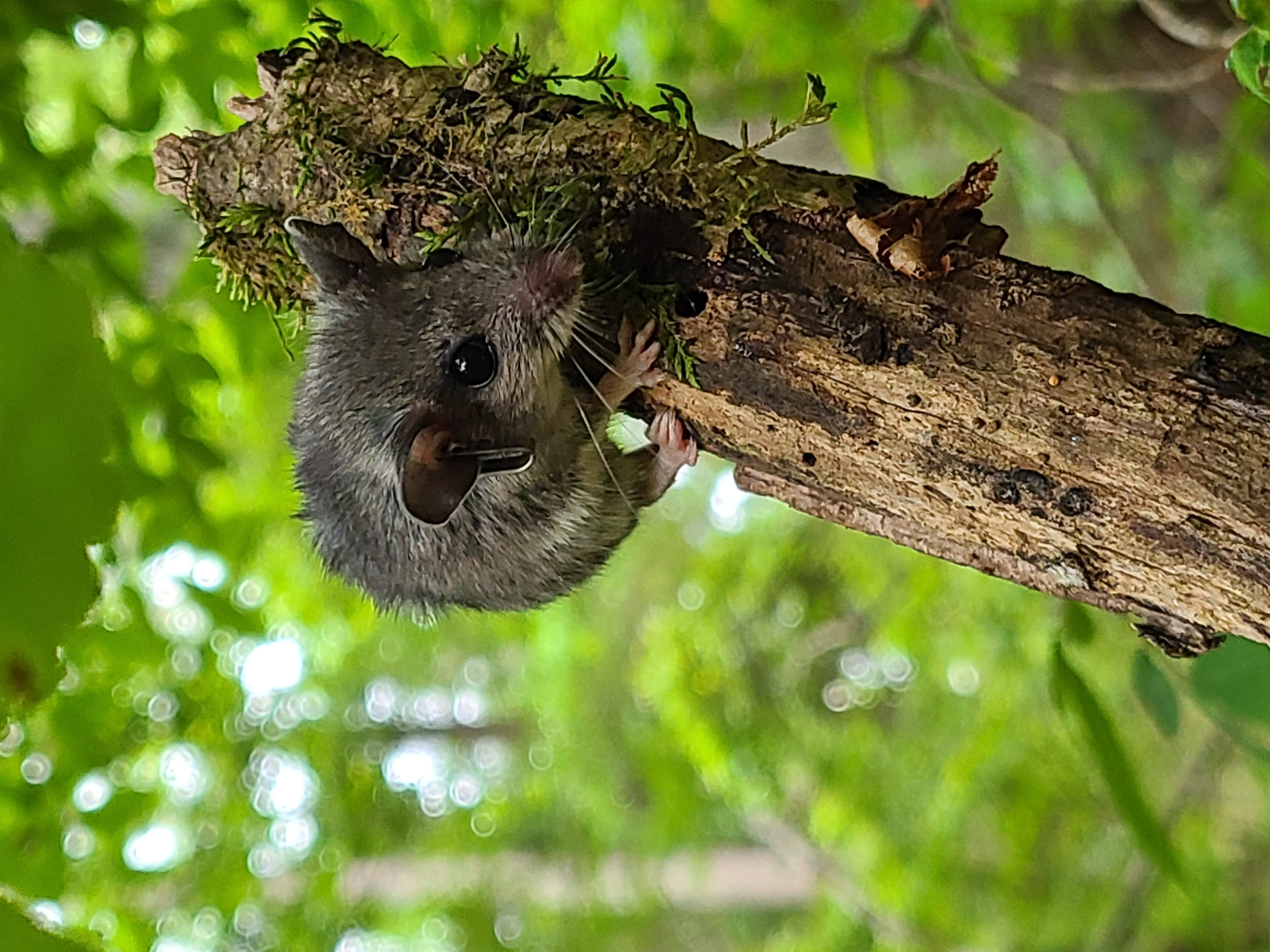 White-footed mouse climbing on a tree branch.