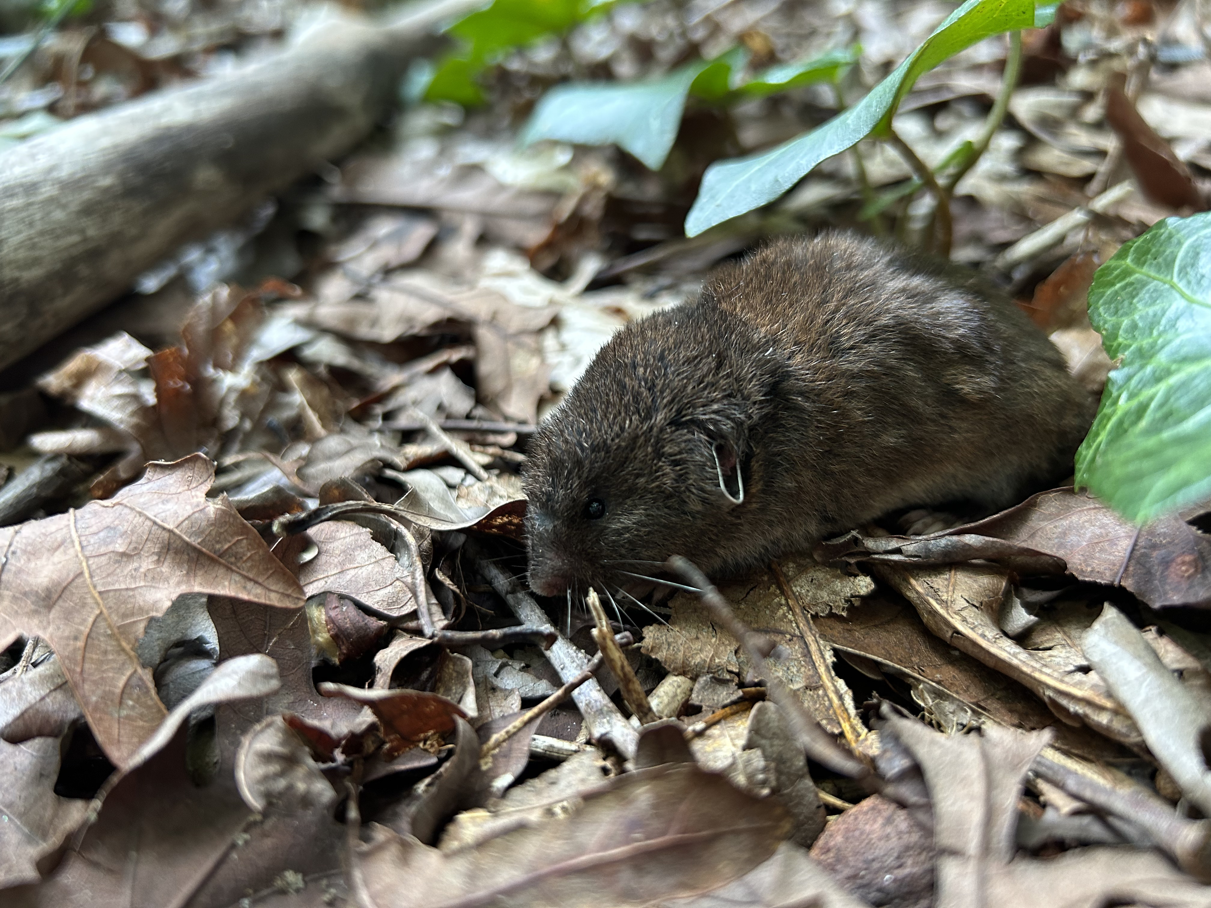 A pine vole sitting on leaf litter in a forest.